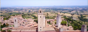 Olives Under the Tuscan Sun