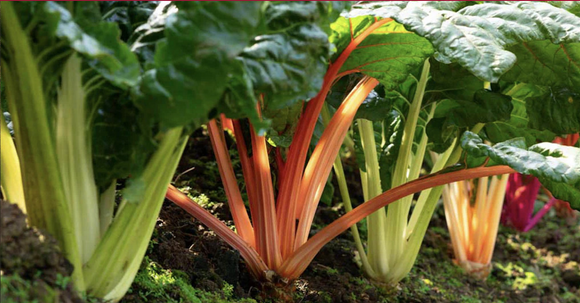 The Bold & Beautiful Swiss Chard